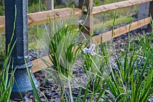 White and Blue Iris in Nocatee, Florida, Ã¢â¬Å½Asparagales, Ã¢â¬Å½Iridaceae, Ã¢â¬Å½Plantae photo